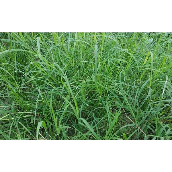 Gói 10g Hạt giống cỏ trồng thảm bermuda - cỏ gà, cỏ chỉ