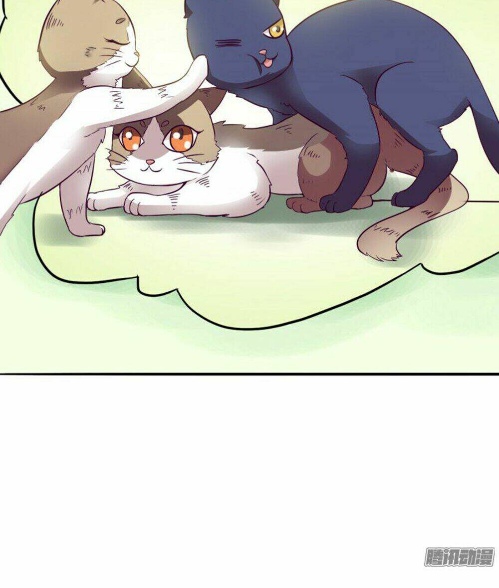 hai chú mèo totem chapter 3 5