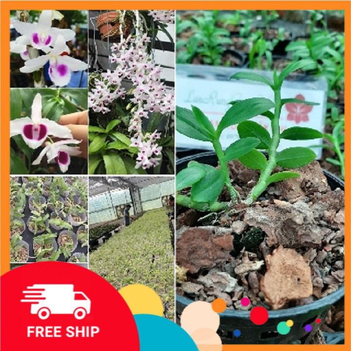 Lan phi điệp đột biến 5 cánh trắng CHUMORAY , hoa cực đẹp
