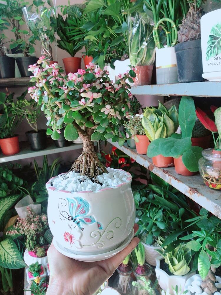 Chậu Cây Cành Vàng Lá Ngọc