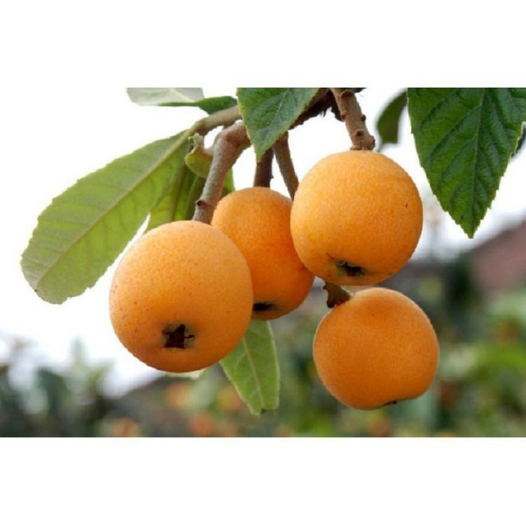CÂY GIỐNG QUẢ BIWA SIÊU NGỌT, SIÊU QUẢ, SIÊU NĂNG SUẤT,SIÊU KINH TẾ- CAM KÊT GIỐNG CHUẨN F1