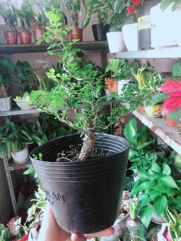 Cây Cần Thăng Bonsai