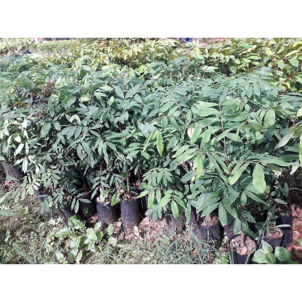Cây giống Nhãn Hương Chi. .