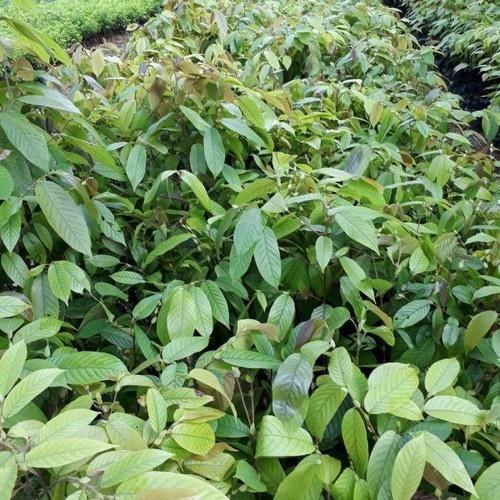 CÂY CÂY CHÒ CHỈ giống