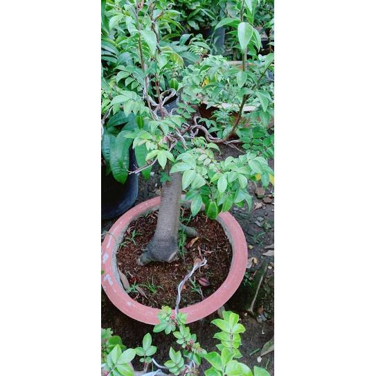 Chậu Khế Bonsai
