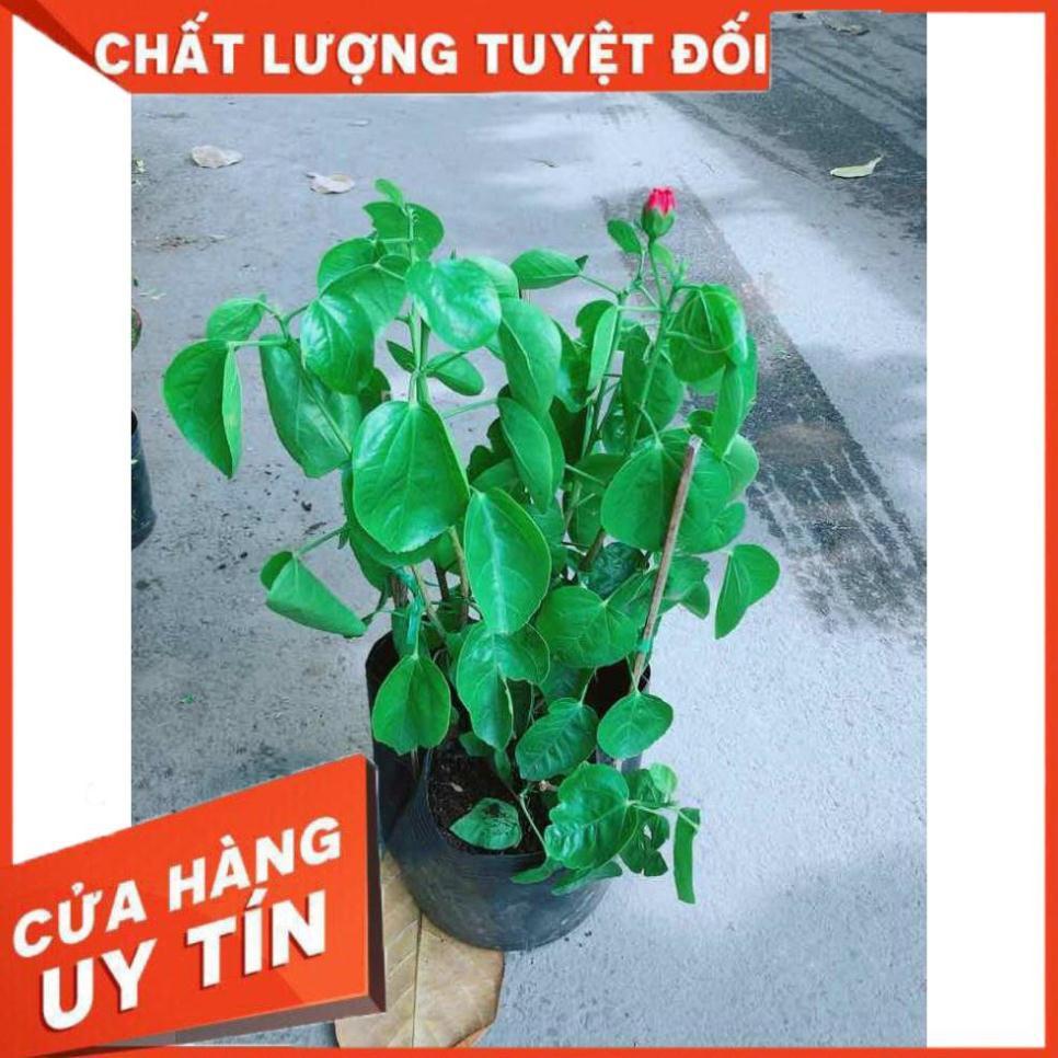 Hoa Dâm Bụt Kép Nhiều Người Mua