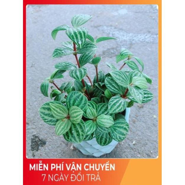 Chậu Cây Kim Cương Hột Xoàn