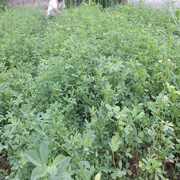 Hạt cỏ chăn nuôi ALFALFA Linh Lăng - Cỏ Họ Đậu