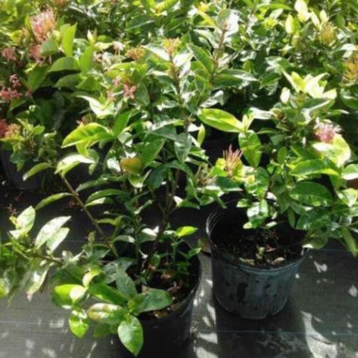 Hoa Mẫu Đơn Tuyệt Đẹp, Vua Của Các Loài Hoa