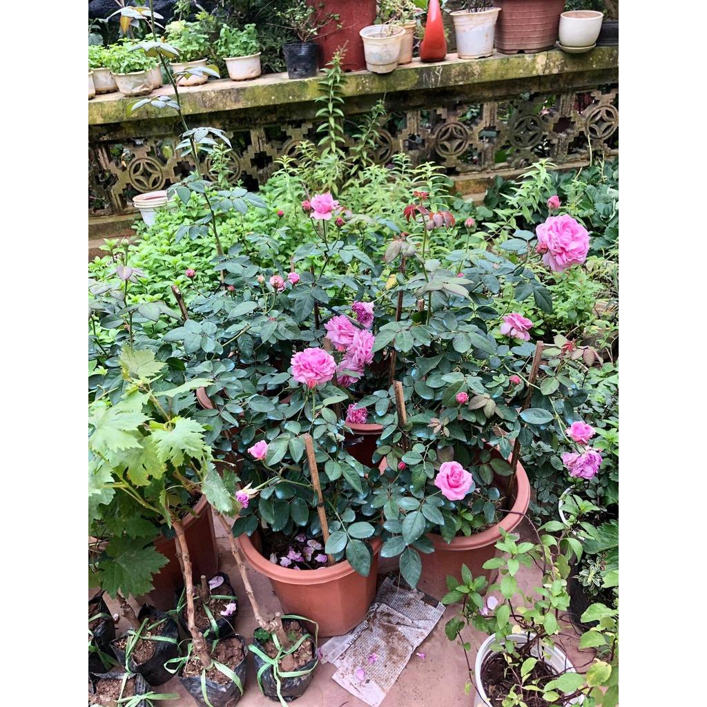 Cây hoa hồng trưởng thành