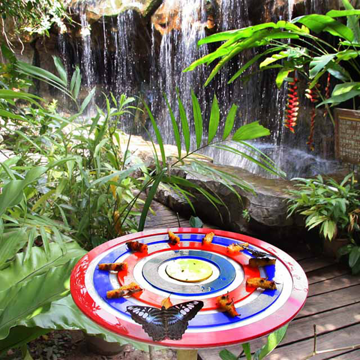 Vé Tham Quan Butterfly Park & Insect Kingdom Singapore