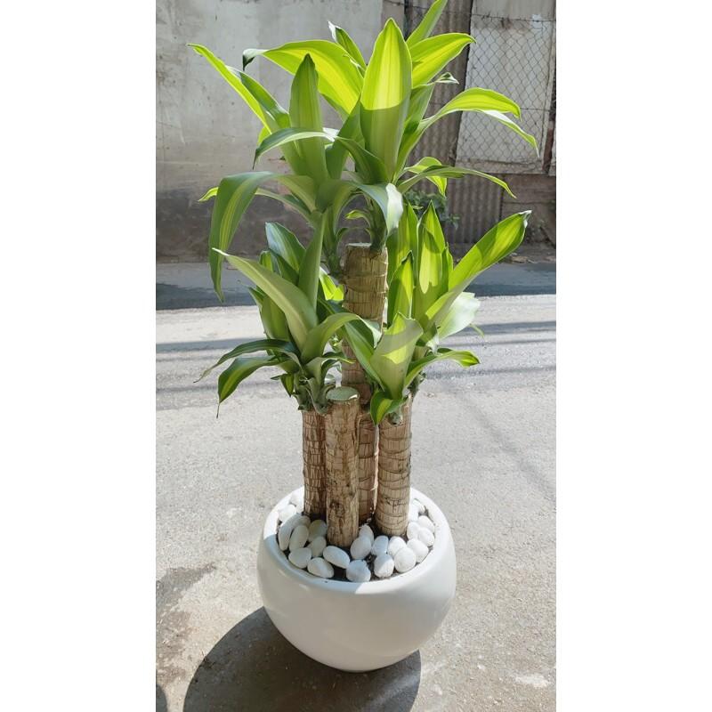 Chậu Cây Thiết Mộc Lan