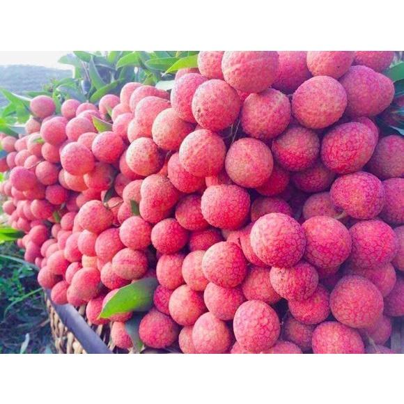 Cây giống Vải Thiều Lục Ngạn. .