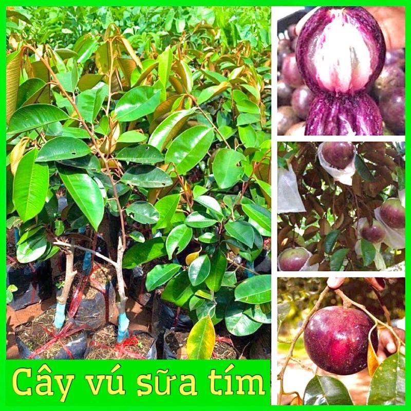 Cây vú sữa tím quả to siêu ngon ngọt mùi thơm hấp dẫn