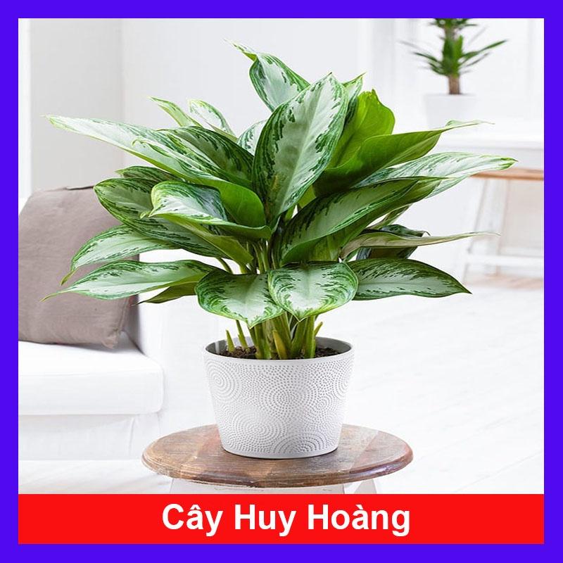 Cây Huy Hoàng - cây cảnh trong nhà + tặng phân bón cho cây mau lớn