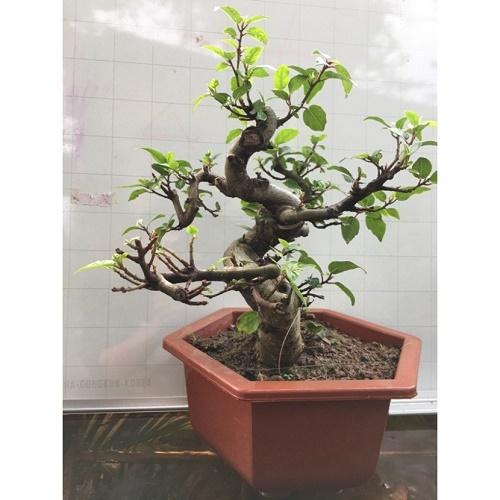 CHẬU CÂY SUNG CẢNH, CÂY ĐÃ CÓ QUẢ GỬI ĐI NGUYÊN CHẬU