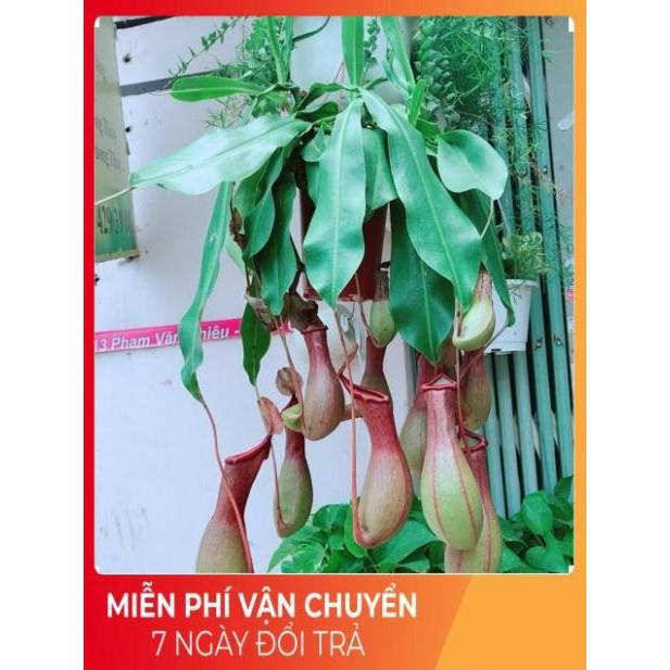 Cây Nắp Ấm Size Đại