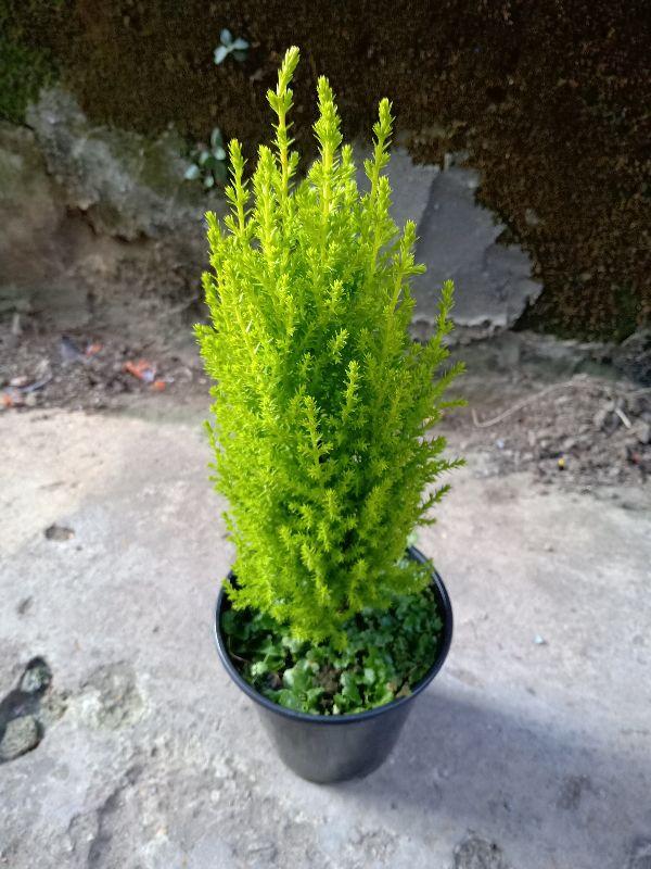 Cây tùng thơm 40 đến 60cm cây đẹp chuẩn giống