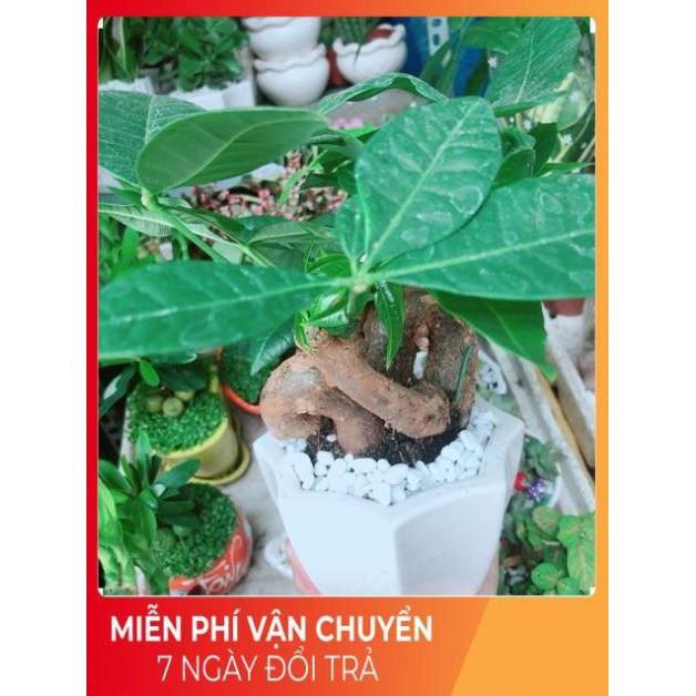 Chậu Kim Ngân Nơ