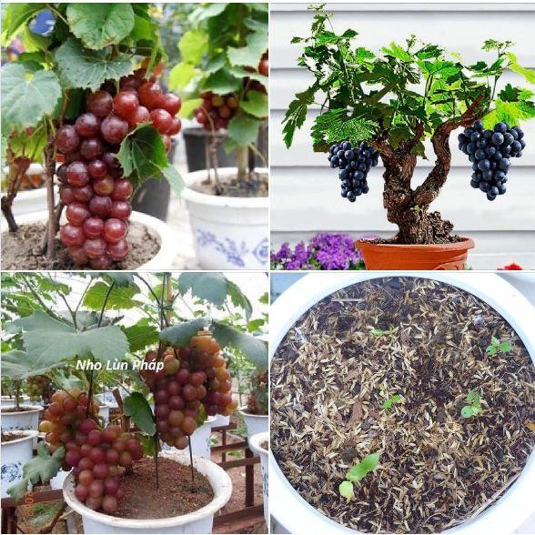 Hạt giống nho lùn pháp ( nho bonsai ) 10 hạt/gói (kèm 3 viên nén kích ươm hạt )