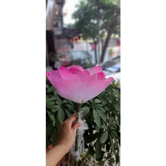 Hoa sen Phật đường- cỡ hoa lớn 25-27cm- chất liệu cao su như hoa thật