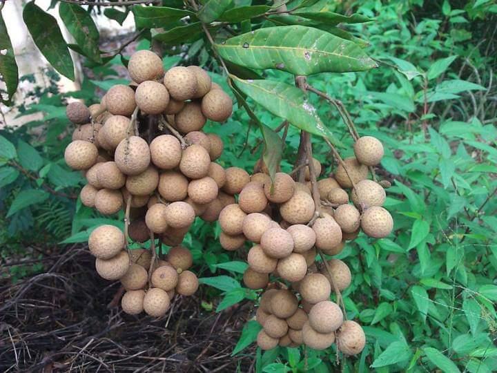 Cây giống nhãn tiêu da bò đầu dòng