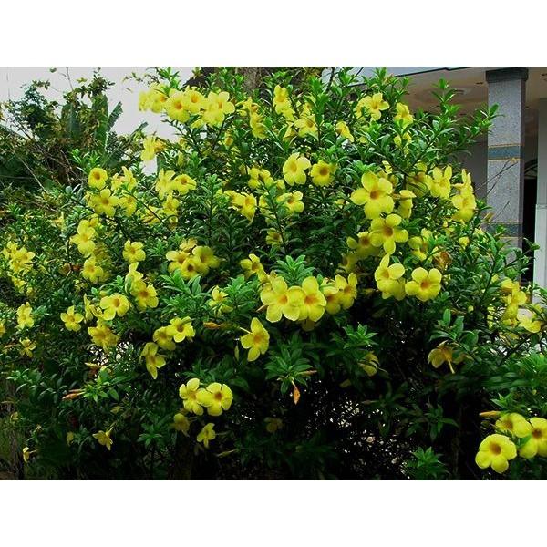 Cây HOA HUỲNH ĐỆ - CÂY phát triển nhanh,hoa to đẹp bền