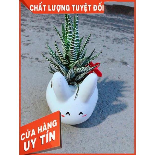 Chậu Móng Rồng Thỏ Trắng