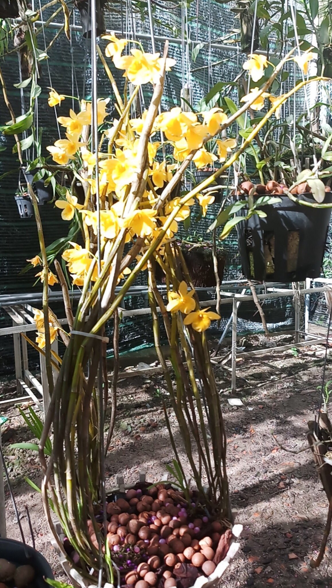 Rynan FM 220 - Dùng Cho Phong Lan Thời Kỳ Làm Bông Phân Hóa Mầm Bông Giữ Bông Lâu Tàn