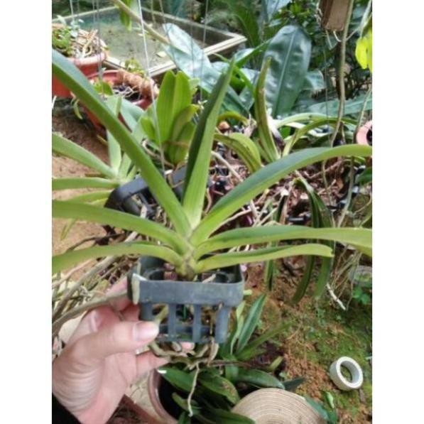 Hoa phong lan nghinh xuân hoa tết+ 700g phân thỏ hữu cơ ki mập khỏe ấm chậu
