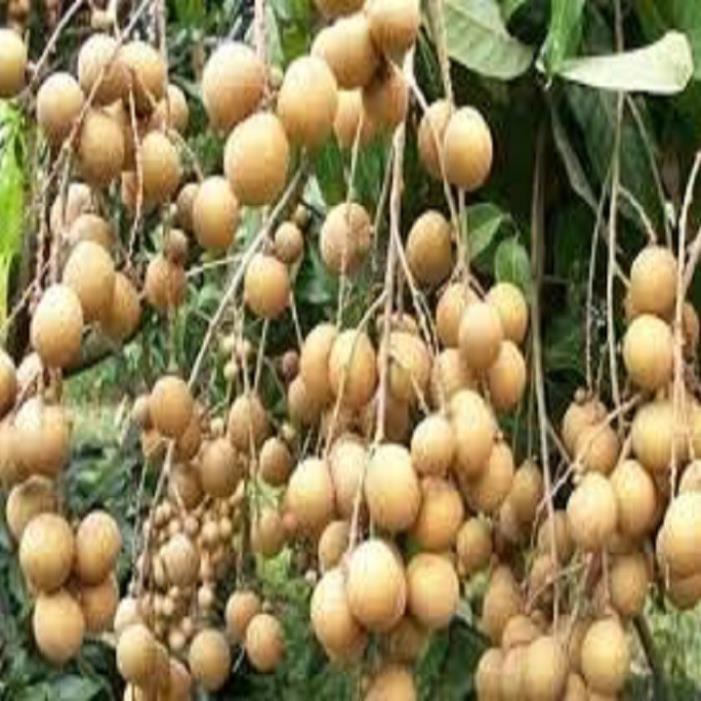 Cây giống nhãn không hạt Thái Lan