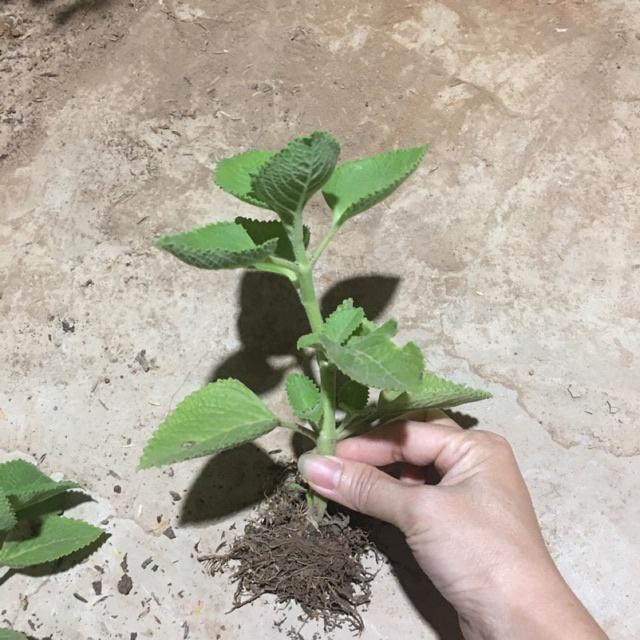 Cây giống húng chanh