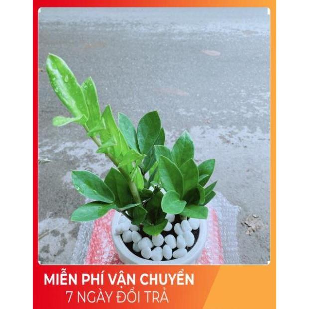 Chậu Kim Tiền Thái