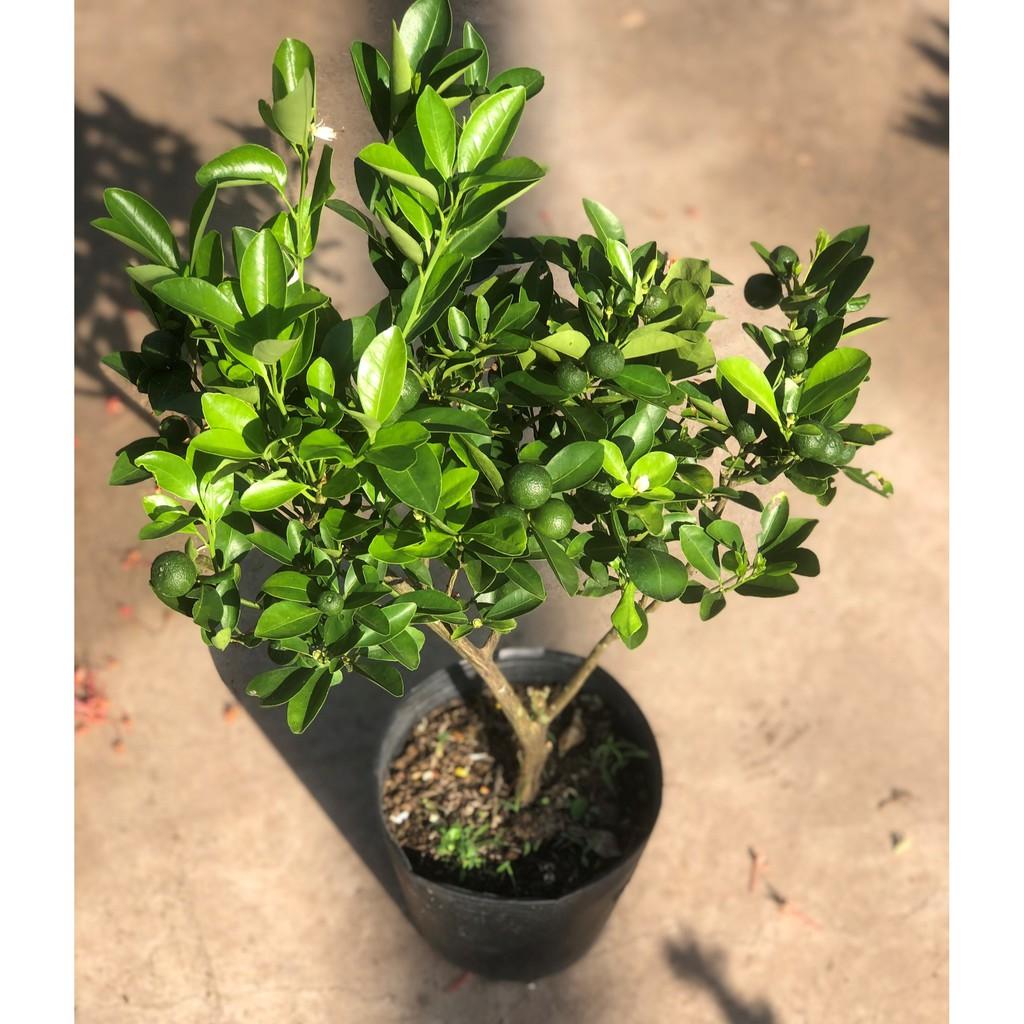 Cây tắc ăn trái cao 50 - 70 cm