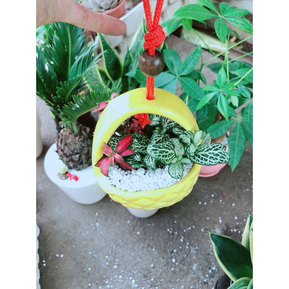 Chậu cây cẩm nhung