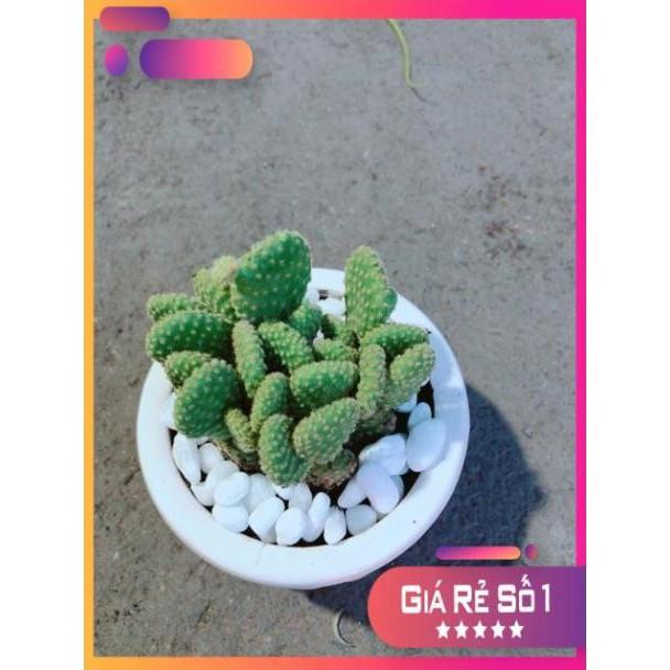 Chậu Xương Rồng Tai Thỏ