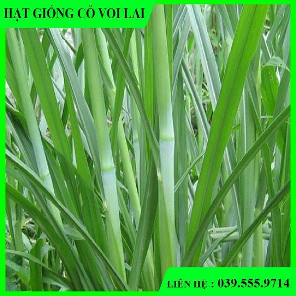 2 Loại Hạt Giống Cỏ Chăn Nuôi Voi Lai 500g & Cỏ sả lá lớn Mombasa Ghine 500g