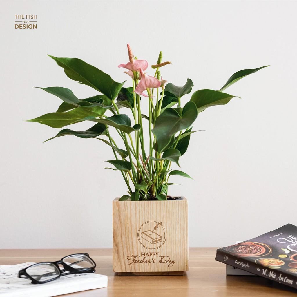 Chậu cây Hồng môn mang đến may mắn, thịnh vượng, cầu phú quý, cầu bình an cho gia chủ mệnh Hỏa, Thổ, dễ sống, dễ chăm sóc | size L| The Fish Design
