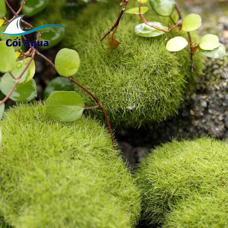 Tiểu cảnh mini ️ Viên đá giả rêu nhiều kích thước trang trí tiểu cảnh, sen đá, sân vườn, terrarium