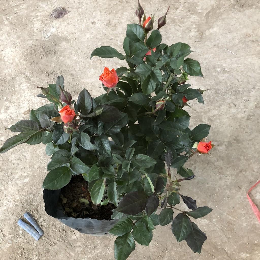 Cây hoa hồng tỉ muội size to, chiều cao 40-50cm sai nụ hoa mùi thơm nhẹ cực nhiều tán sum suê , thích làm cây trang trí