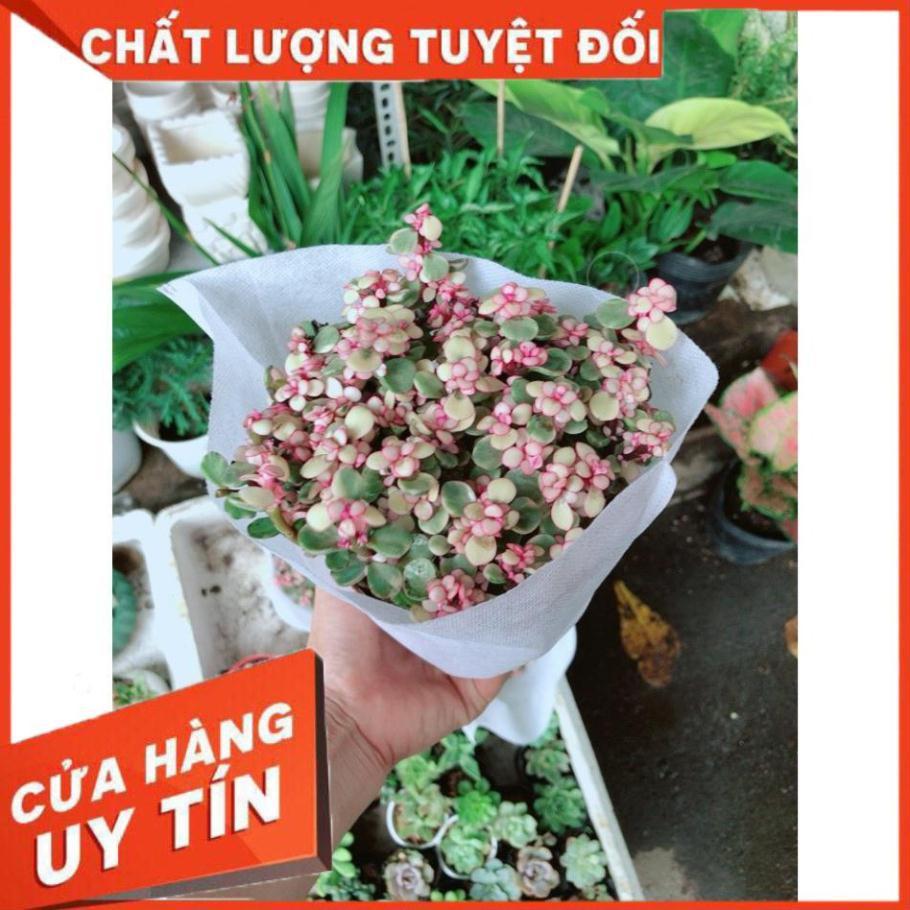 Sen Đá Đô La Hồng Trắng