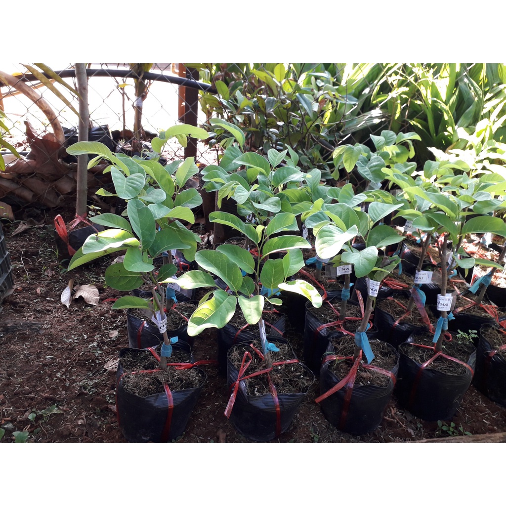 CÂY GIỐNG MÃNG CẦU NA