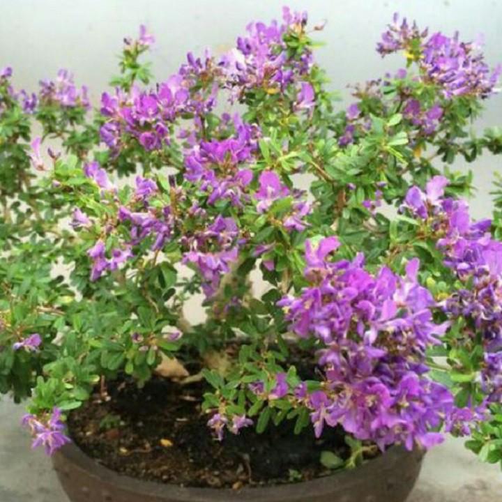 LINH SAM SIÊU BÔNG