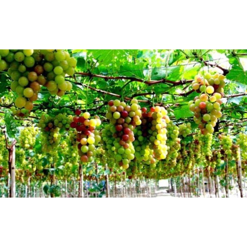 Lưới trồng cây leo giàn lỗ nhỏ