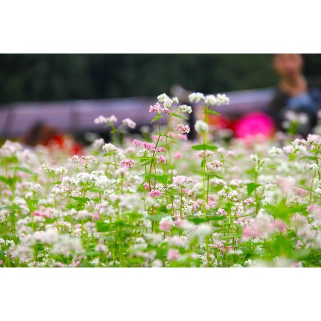 Hạt giống hoa tam giác mạch KNS3665 - Gói 100 hạt