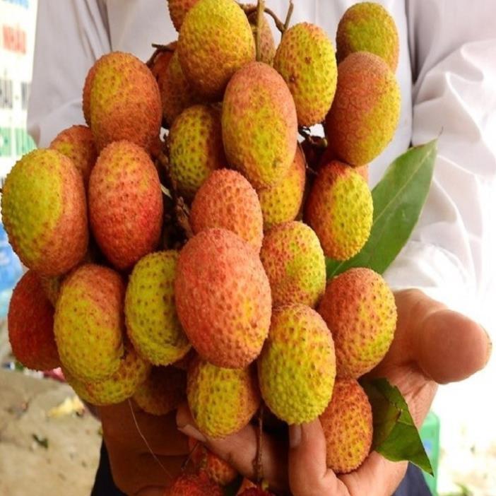 CÂY GIỐNG VẢI THIỀU SIÊU QUẢ DÒNG QUẢ SỚM-
