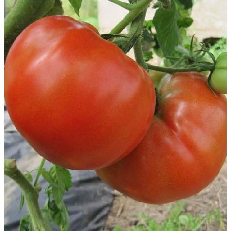 Hạt giống cà chua đỏ khổng lồ F1 ( 30 hạt/gói )