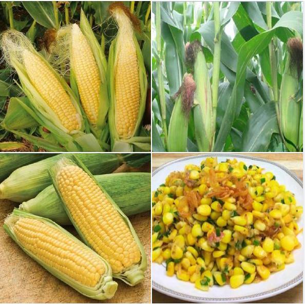 Hạt Giống Ngô Ngọt vàng Thái lan