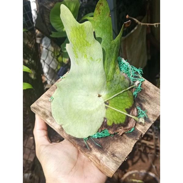 Ổ rồng Holttumi siêu mini, đã bám gỗ