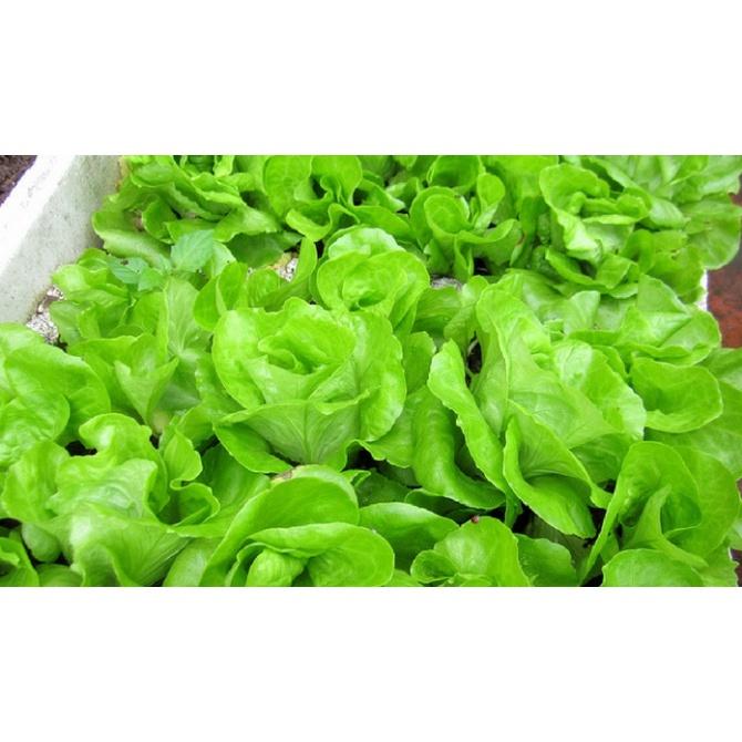 Hạt giống Xà Lách Mỡ, đóng gói 10gr, dễ trồng, năng suất cao